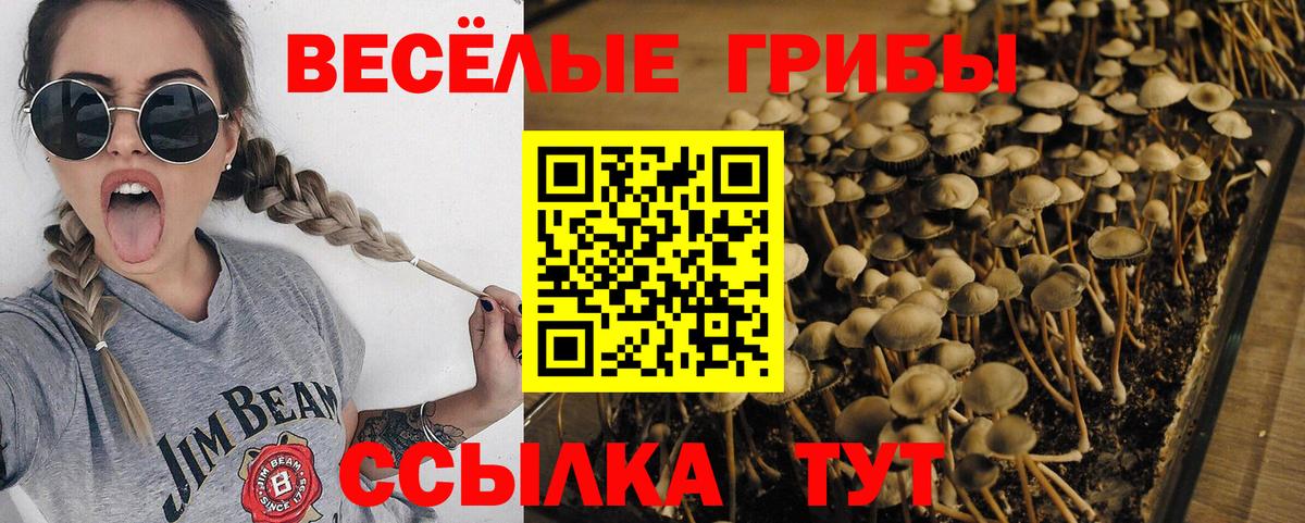 Ярославль  Псилоцибиновые грибы мицелий  купить   Вход с VPN 